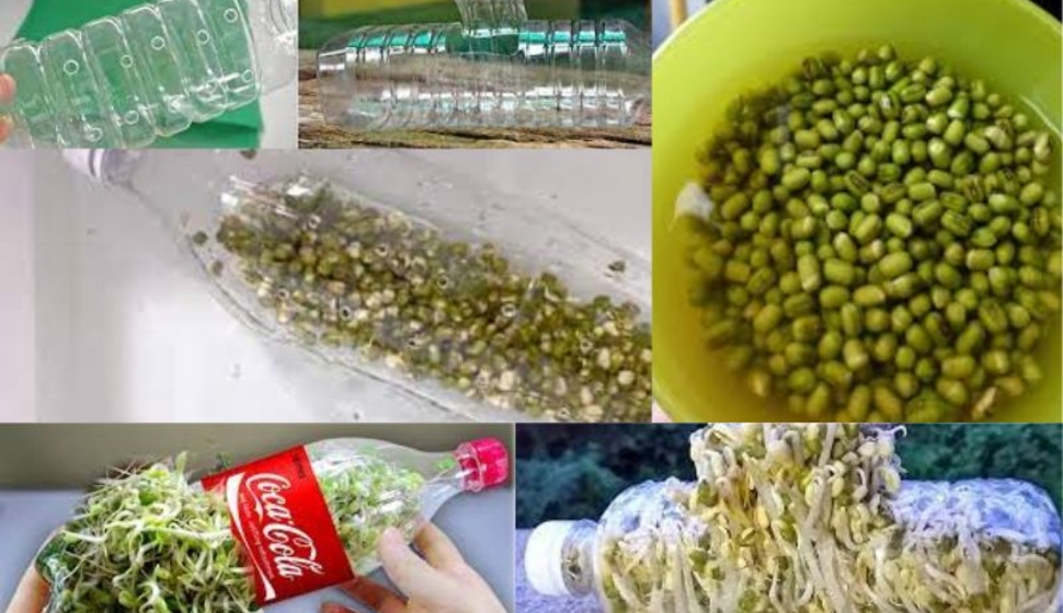 Hướng dẫn làm giá đỗ bằng vỏ chai nhựa